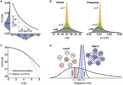 Weak synchronization can alter circadian period length: implications for aging and disease conditions